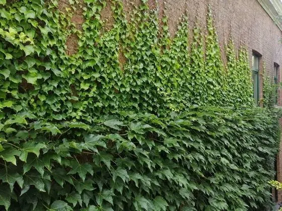 Apart Daire, 1 Büyük (Queen) Boy Yatak