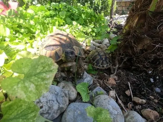 Apart Daire (Ana - 120 m from the beach - A1(4+1))