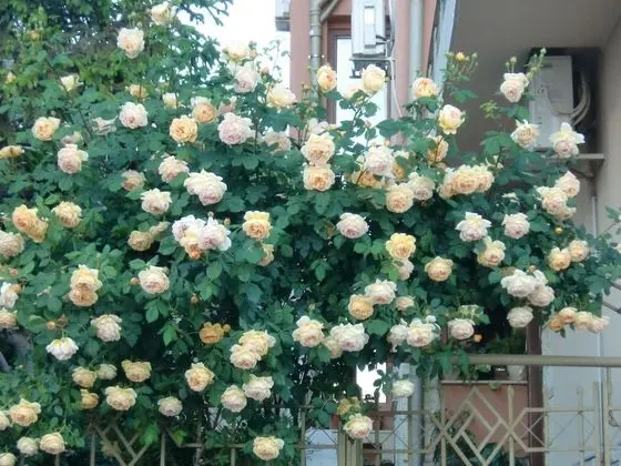 Villa, 2 Yatak Odası, Balkon