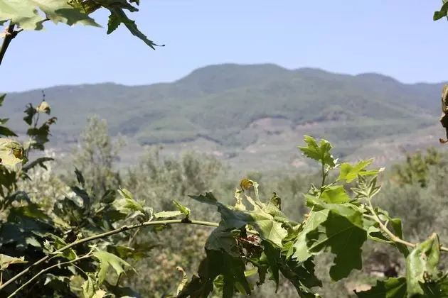 Family Oda, 1 Yatak Odası, Havuz Kullanımı, Havuz Manzaralı