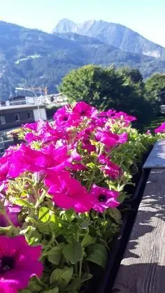 Apart Daire, Dağ Manzaralı (Corn)