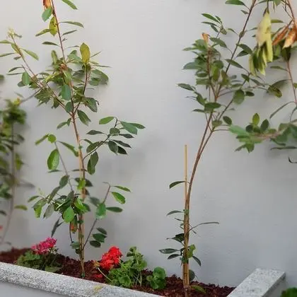 Apart Daire, 1 Yatak Odası, Teras