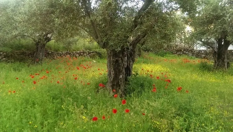 Apart Daire, 1 Yatak Odası, Dağ Manzaralı