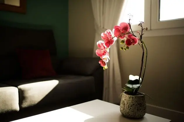 City Çatı Katı Süiti (Penthouse)