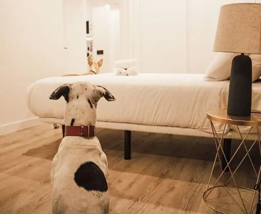 Çatı Katı Süiti (Penthouse), 1 Yatak Odası, Teras