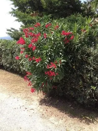 Apart Daire, 1 Yatak Odası, Balkon