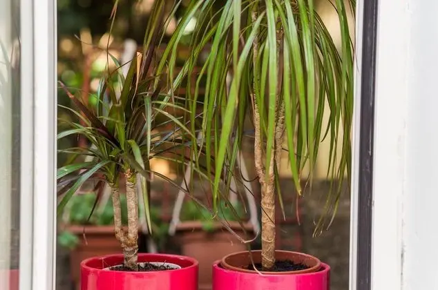 Stüdyo (Comfort Studio Apartment with Terrace)