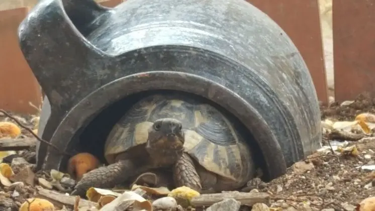 Stüdyo (Comfort Studio Apartment with Terrace)