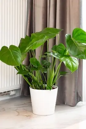 Apart Daire, 1 Yatak Odası, Balkon