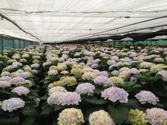 Oda, 1 Yatak Odası, Veranda