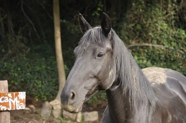 Apart Daire, 2 Yatak Odası, Sigara İçilebilir, Buzdolabı