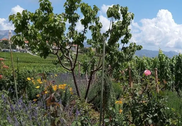 Apart Daire (Two-Bedroom Apartment with Balcony)