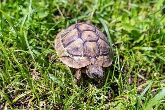 Apart Daire (Two-Bedroom Apartment with Balcony)