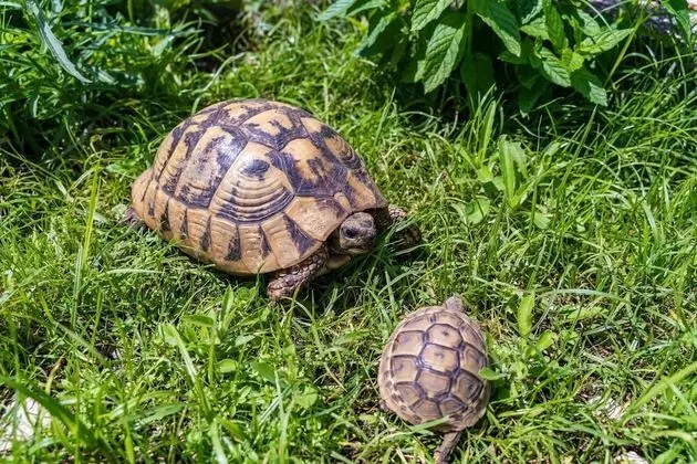 Apart Daire (Two-Bedroom Apartment with Balcony)