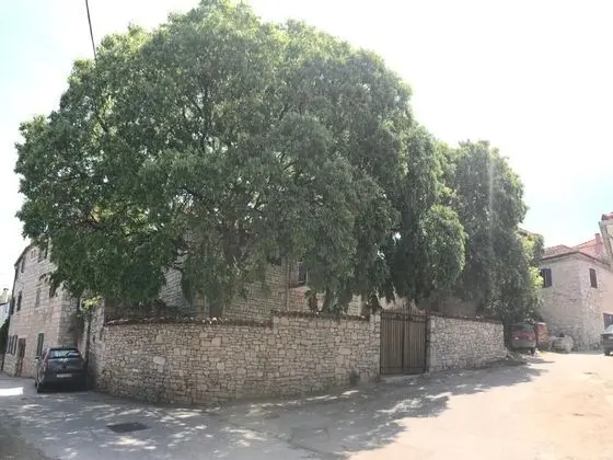 Stüdyo (Studio with Terrace)