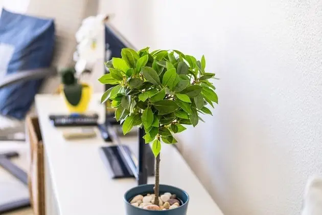 Apart Daire, 1 Yatak Odası, Havuz Kullanımı