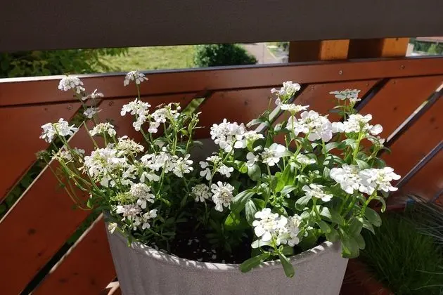 Standard Stüdyo, Özel Banyo (Ohne Schlafzimmer)