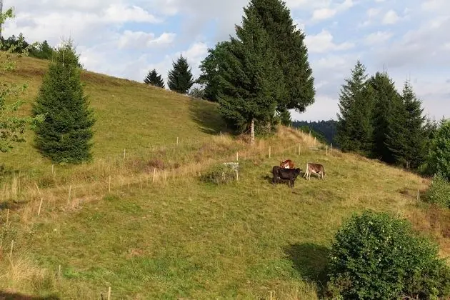 Standard Stüdyo, Özel Banyo (Ohne Schlafzimmer)