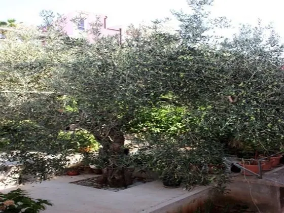 Apart Daire (Three Bedroom apartment with Terrace )