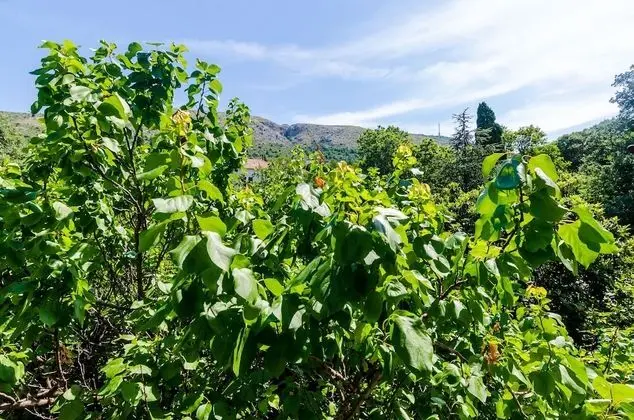 Stüdyo (Apartments Eos & Vespera - Studio Apa)