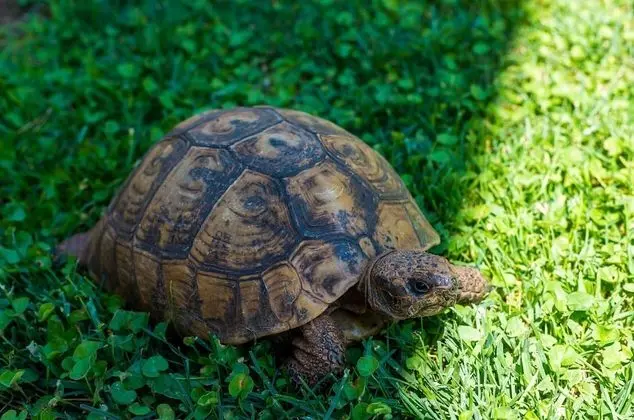 Apart Daire (One-Bedroom Apartment with Terrace (2)