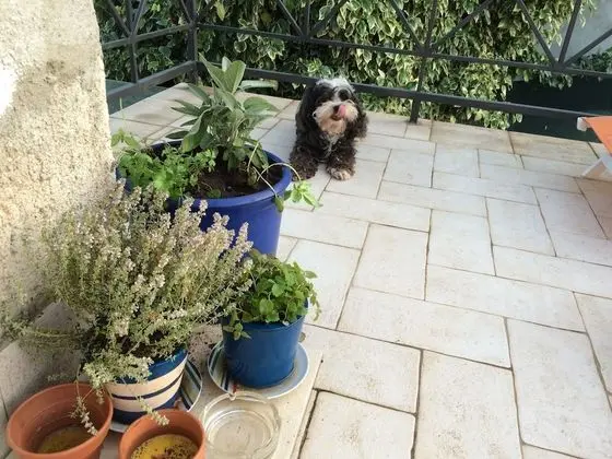 A3 - Apartment with Terrace