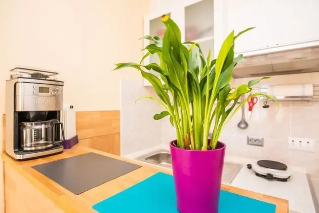 Classic Apartment (A2)