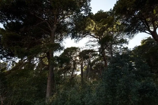 Apartment With Balcony, Forrest View
