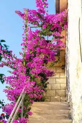 Apart Daire (Four Bedroom Apartment -Terrace and S)