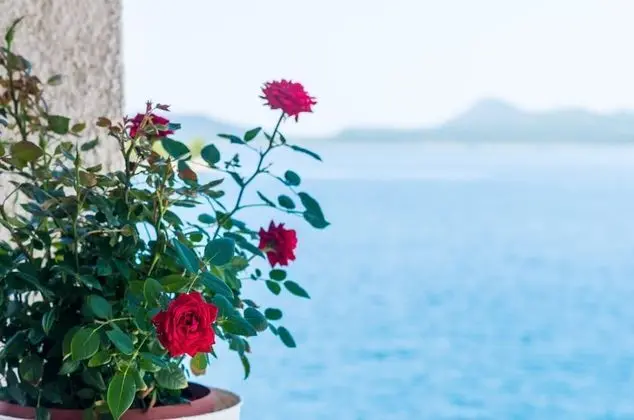 Stüdyo (Studio Apartment)