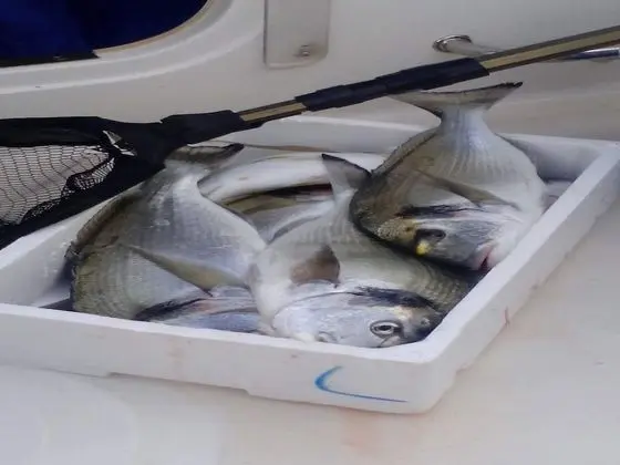 Apart Daire (Comfort One Bedroom Apartment)