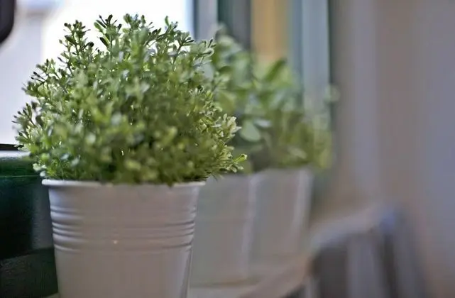 Apart Daire, 1 Yatak Odası, Teras