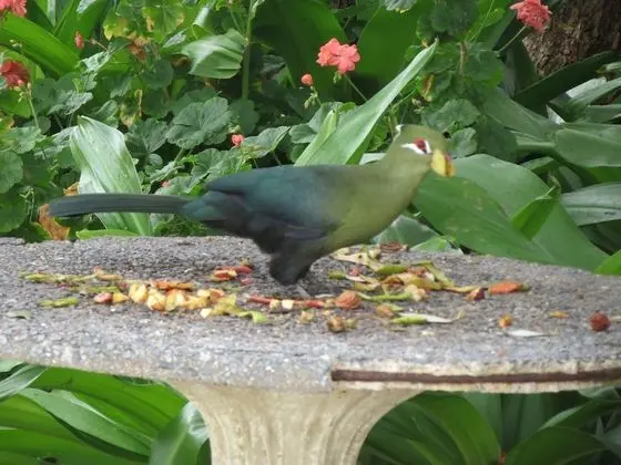 Luxury Bungalov, 1 Yatak Odası