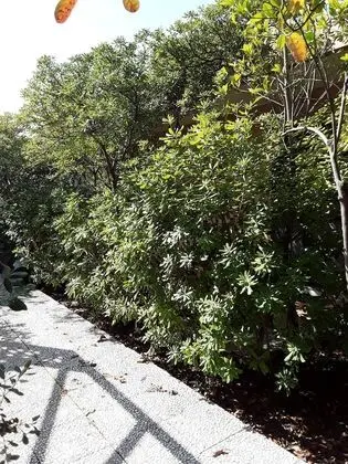 Tek Büyük Yataklı Oda, Veranda
