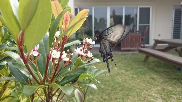 Üç Kişilik Oda, Veranda