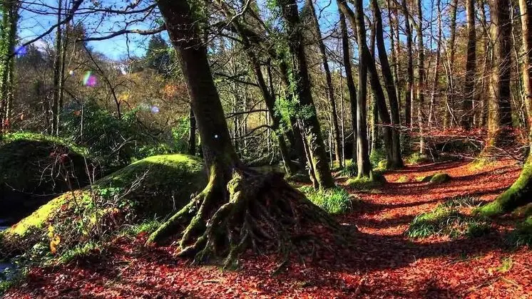 Tek Büyük Yataklı Oda (1)