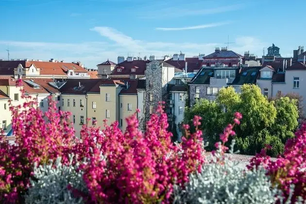 Junior Stüdyo Süit