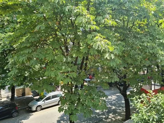 Economy Tek Büyük veya İki Ayrı Yataklı Oda