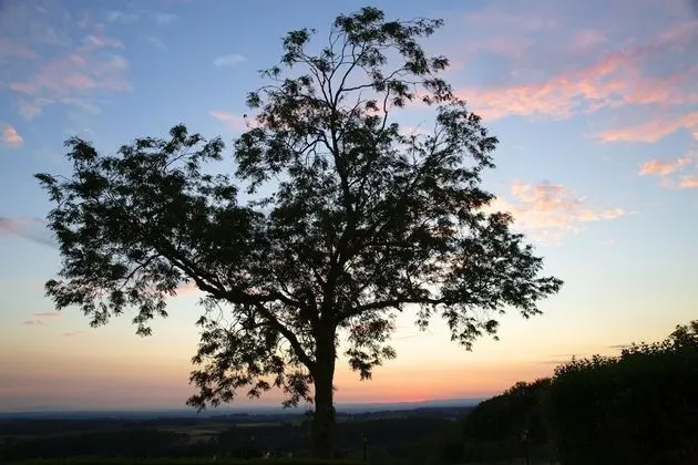 Kır Evi, 1 En Büyük (King) Boy Yatak