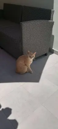 Apart Daire, 1 Yatak Odası, Veranda