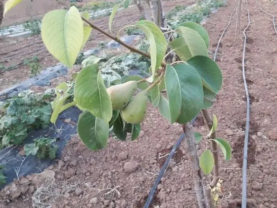 Ortak Ranzalı Oda, 1 Yatak Odası, Engellilere Uygun, Sigara İçilebilir