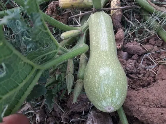 Ortak Ranzalı Oda, 1 Yatak Odası, Engellilere Uygun, Sigara İçilebilir