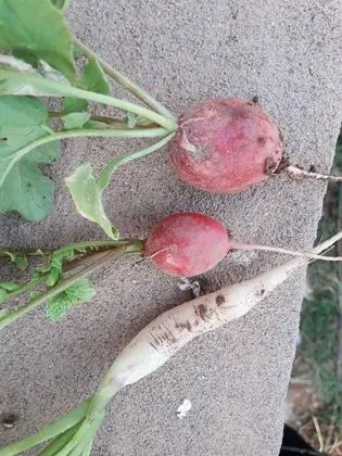 Ortak Ranzalı Oda, 1 Yatak Odası, Engellilere Uygun, Sigara İçilebilir