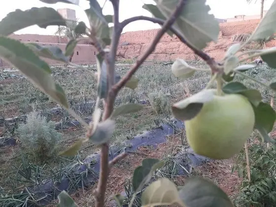 Ortak Ranzalı Oda, 1 Yatak Odası, Engellilere Uygun, Sigara İçilebilir