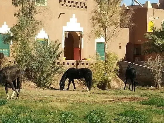 Ortak Ranzalı Oda, 1 Yatak Odası, Engellilere Uygun, Sigara İçilebilir