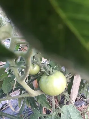 Ortak Ranzalı Oda, 1 Yatak Odası, Engellilere Uygun, Sigara İçilebilir