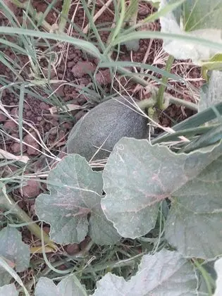 Ortak Ranzalı Oda, 1 Yatak Odası, Engellilere Uygun, Sigara İçilebilir