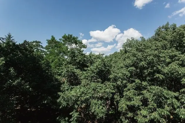 Standard Tek Büyük Yataklı Oda, Balkon, Park Manzaralı