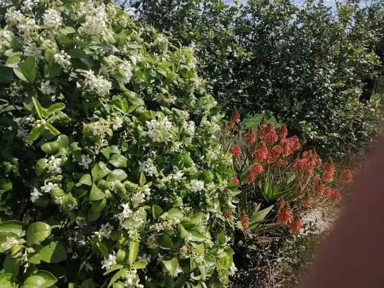 Villa, 3 Yatak Odası, Şömine