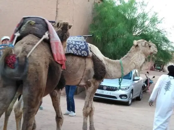 Tek Büyük veya İki Ayrı Yataklı Oda, Ortak Banyo